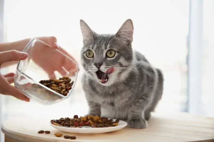 بهترین غذا برای گربه باردار — پت شاپ آنلاین پت استارز